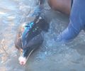 Aparição de golfinho ferido na praia de Maragogi chama atenção de banhistas; veja vídeo