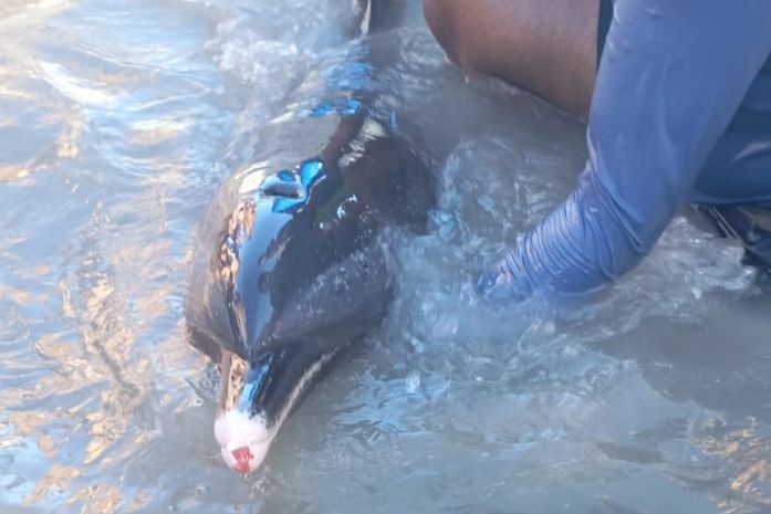 Aparição de golfinho ferido na praia de Maragogi chama atenção de banhistas; veja vídeo