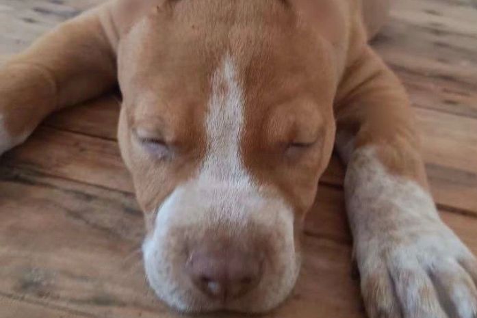 Maus-tratos: suspeito de oferecer serviço de “corte de orelhas” de cães é indiciado pela Polícia Civil de Alagoas