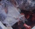 Vigilância Sanitária apreende 120 kg de carne estragada no Tabuleiro