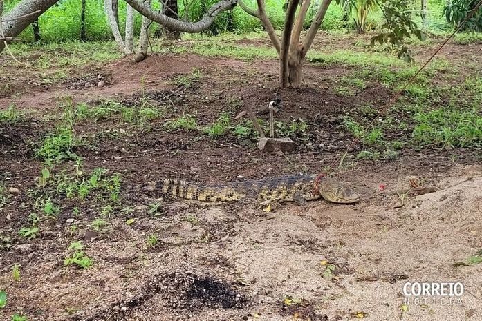 Jacaré encontrado no quintal de residência em Palestina, Sertão alagoano.