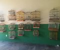 Operação Onda Verde apreende 36 aves silvestres mantidas em cativeiro ilegal em Alagoas