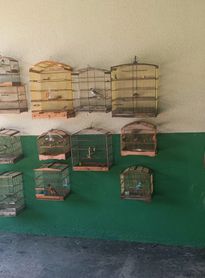Operação Onda Verde apreende 36 aves silvestres mantidas em cativeiro ilegal em Alagoas