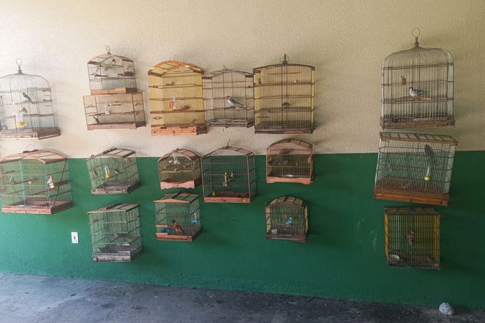 Operação Onda Verde apreende 36 aves silvestres mantidas em cativeiro ilegal em Alagoas
