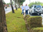 Canteiros da Avenida Ceci Cunha recebem plantio de grama