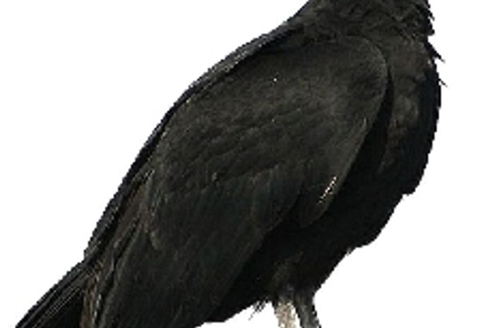 A quem interessa a construção de um IML no sertão?