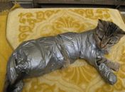 Gata é encontrada enrolada em fita adesiva em praça na Filadélfia
