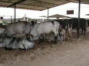 Exposição Agropecuária da Bacia Leiteira começa nesta quarta-feira