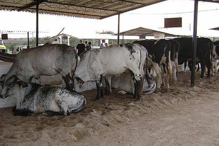 Exposição Agropecuária da Bacia Leiteira começa nesta quarta-feira