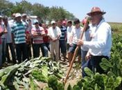 Projeto Alagoas com a Palma na Mão apresenta resultados na Expobatalha