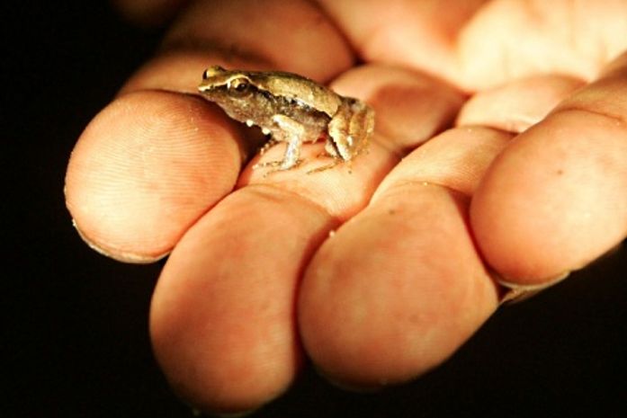 A rã, que mede só 2 centímetros quando adulta, está em extinção