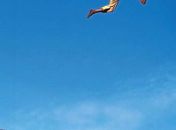 Filme brasileiro "Besouro" leva para as telas lutas elaboradas