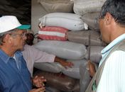 Alagoas colhe a maior safra de sua história