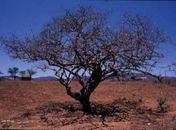 Filme sobre o sertão do Nordeste desafia os padrões