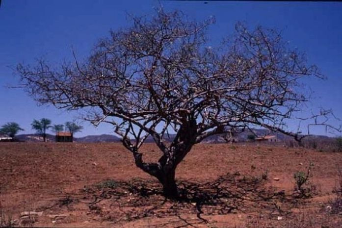 Filme sobre o sertão do Nordeste desafia os padrões