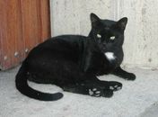 Na sexta-feira 13, SP proíbe adoção de gato preto