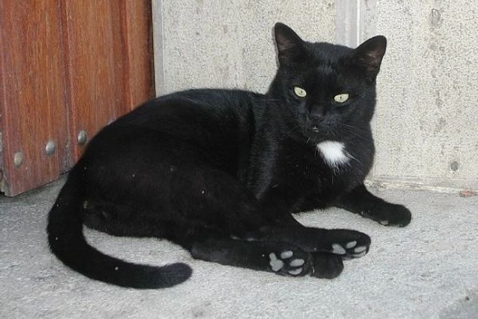 Na sexta-feira 13, SP proíbe adoção de gato preto