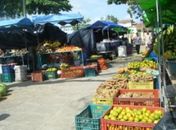 Feira Camponesa será lançada na cidade de Japaratinga