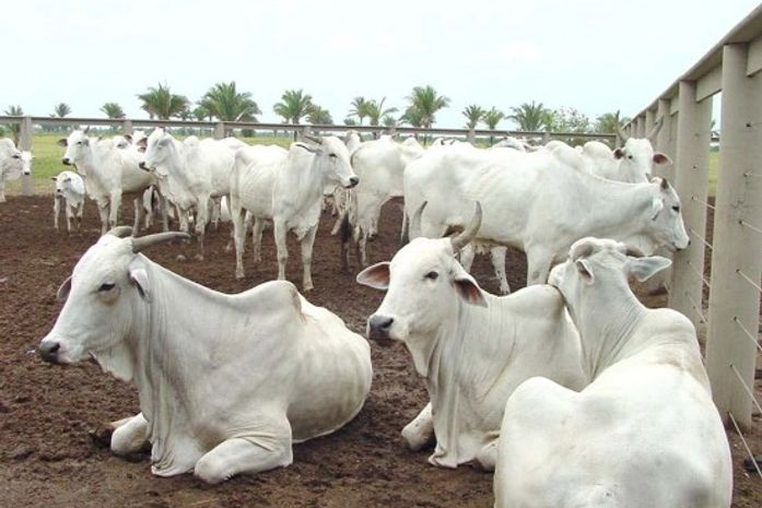 Adeal faz inspeção em animais de vaquejada
