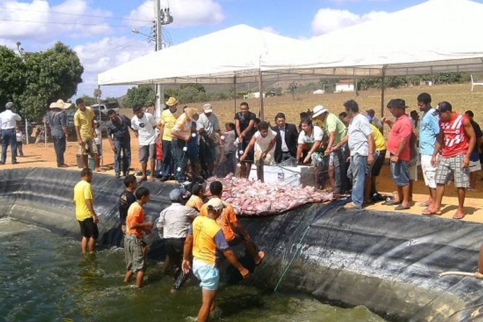 Despesca em Estrela de Alagoas beneficia centenas de famílias