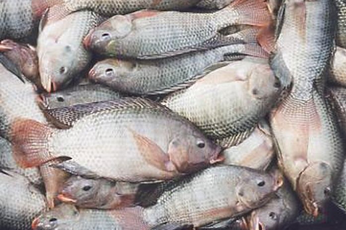 Alagoas Mais Peixe anima agricultores de Junqueiro