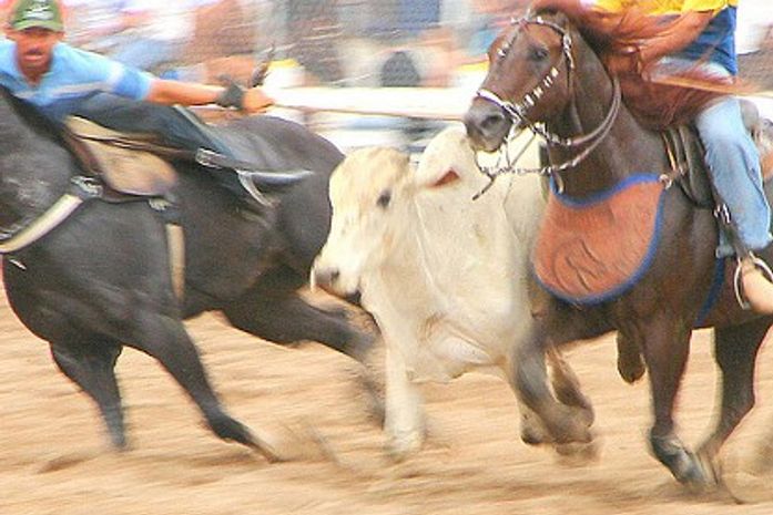 Vaquejada do Parque Asa Branca marca final de semana em Igreja Nova