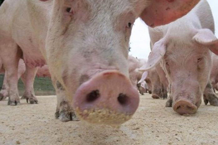 Não como farelo com os porcos e não durmo com morcegos!