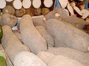 Agricultores familiares vendem produtos para merenda escolar