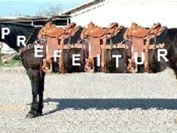 Featured image of post Foto De Cavalo Selado