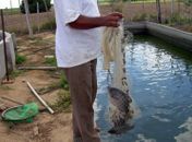 Alto sertão alagoano é beneficiado com plantas e peixes