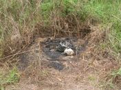 Ossada humana é encontrada carbonizada em Penedo