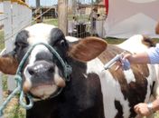 Campanha contra a febre aftosa será lançada na Cooperativa Pindorama