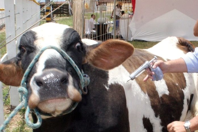 Campanha contra a febre aftosa será lançada na Cooperativa Pindorama