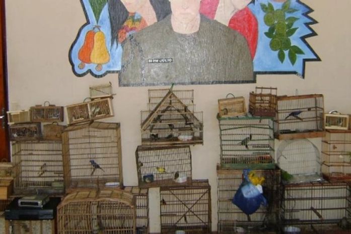 Operação apreende eletrônicos e quase 100 pássaros.