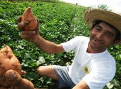 Compra direta de alimentos ao produtor é lançado em Palmeira dos Índios