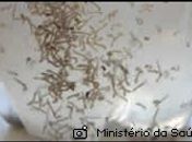 Municípios estão em alerta com o aumento dos casos de Dengue