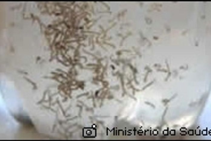 Municípios estão em alerta com o aumento dos casos de Dengue