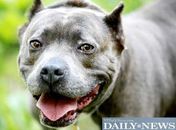 Abrigo pede doação de Viagra para cão doente