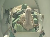 Cientistas usam tomografia para aprimorar ovelhas na Grã-Bretanha