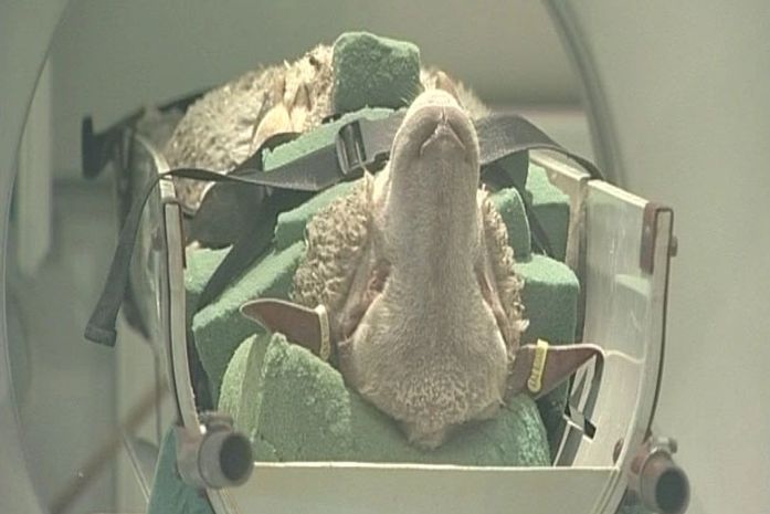 Cientistas usam tomografia para aprimorar ovelhas na Grã-Bretanha