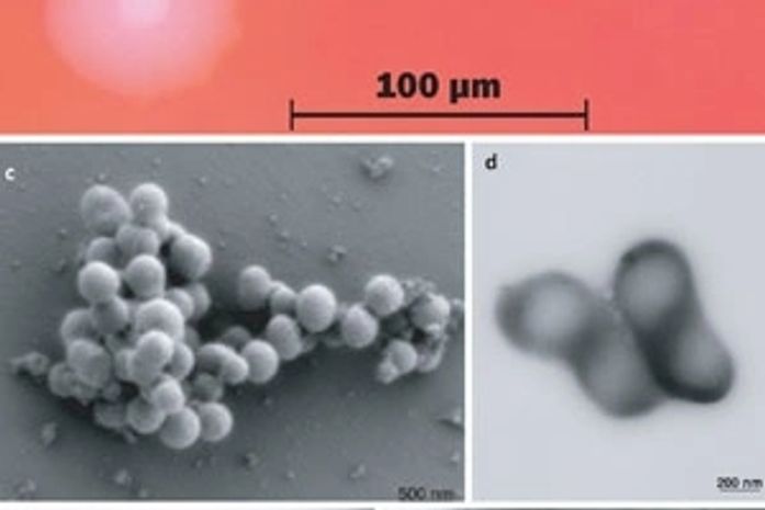 Etapas do experimento foram detalhadas em
artigo publicado pela 'Science