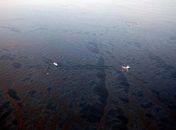 Um mês após início do vazamento, petróleo alcança Louisiana