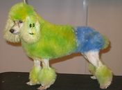 Com pintura temática, cães entram no clima da Copa do Mundo