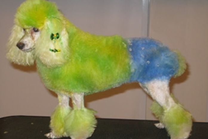 Com pintura temática, cães entram no clima da Copa do Mundo