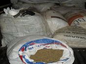 PF e Pelopes prendem quadrilha com 150 kg de maconha em Arapiraca