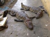 Moradores são surpreendidos por jacarés após enchente do Rio São Miguel