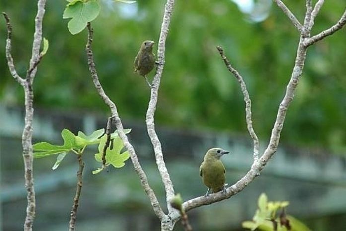Preservação de reservas naturais de Tanque d’Arca ganha adesão da população