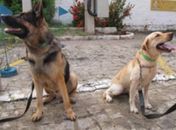 Cães-farejadores já estão em Alagoas