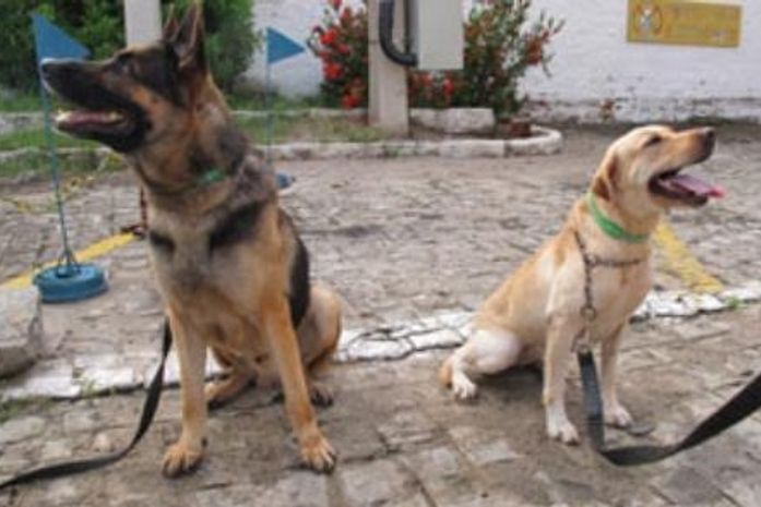 Cães-farejadores já estão em Alagoas