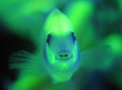 Peixe transgênico brilha no escuro